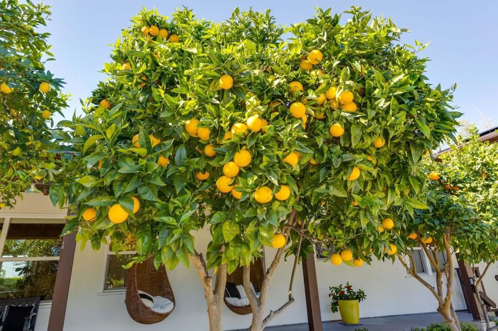 Image 21 of property listing at 554 & 556 Stratford Dr, Encinitas, CA 92024