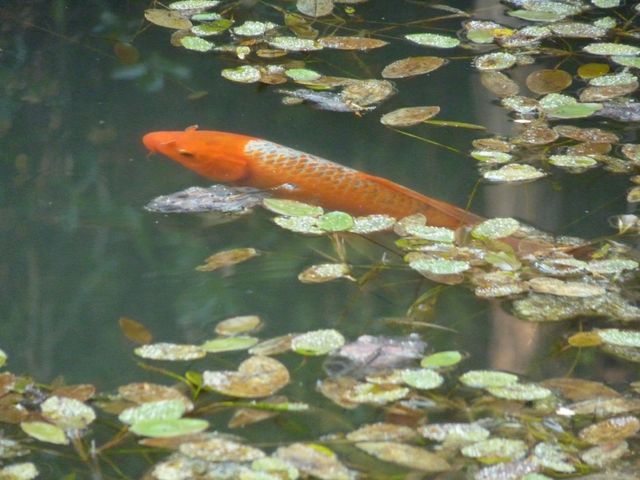 14138 La Porte Rd, Strawberry Valley, CA 95981