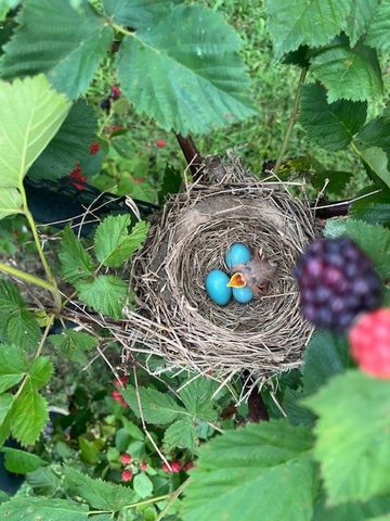 202 Allendale Blvd, Mcminnville, TN 37110