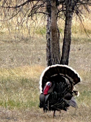 915 Point of Rocks Road, Whitehall, MT 59759