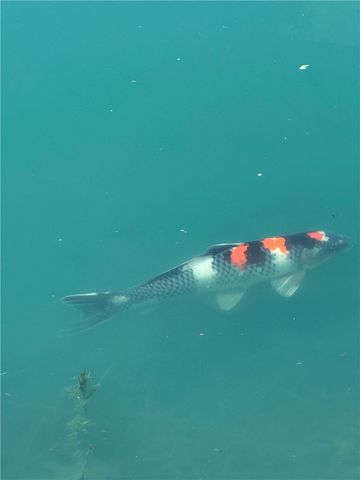 4301 Carnell Drive, Clearcreek Twp, OH 45036