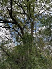 00 SW 193 CIRCLE, Dunnellon, FL 34432