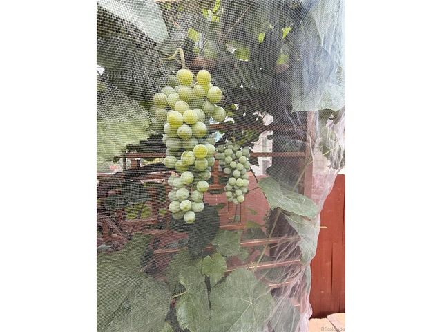 6598 W 96th Dr, Westminster, CO 80021