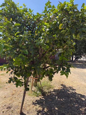 802 wheatley, Modesto, CA 95351