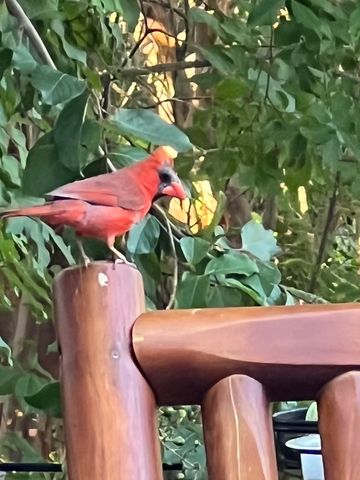 4223 Castle Rock Court, Irving, TX 75038