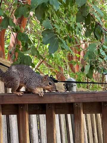 4223 Castle Rock Court, Irving, TX 75038