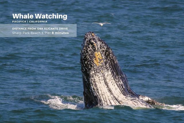 1269 Alicante Drive, Pacifica, CA 94044