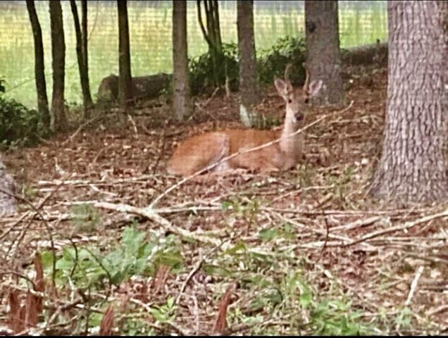 30 Zoe Hill Drive, Murphy, NC 28906