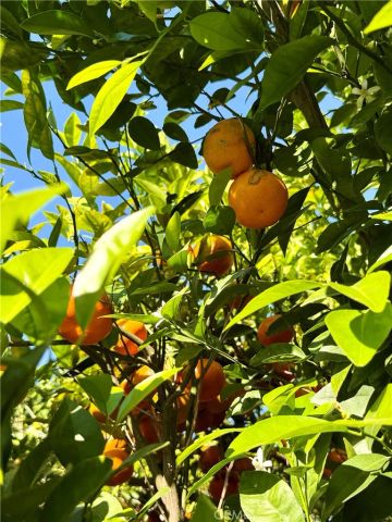 5517 Woodman Ave., Sherman Oaks, CA 91401