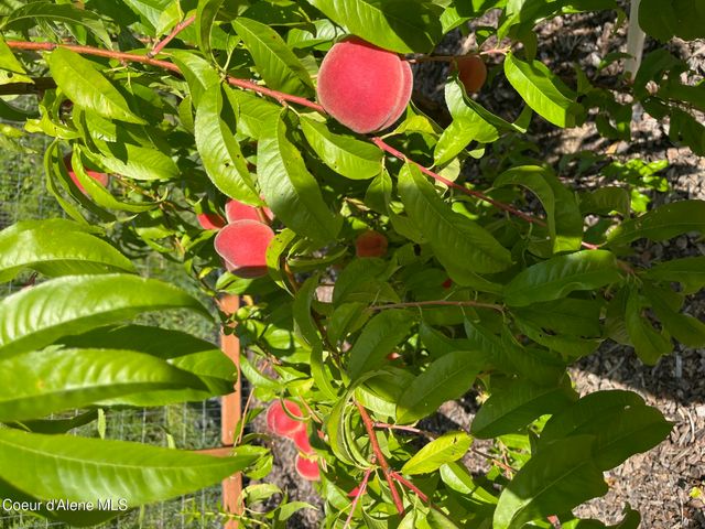 354 Buena Vista Rd, Bonners Ferry, ID 83805