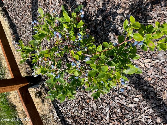 354 Buena Vista Rd, Bonners Ferry, ID 83805