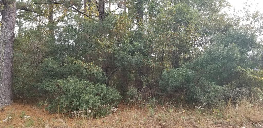 0 Rearden Avenue, Walterboro, SC 29488