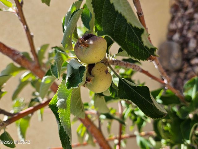 11292 N Quail Springs Place, Tucson, AZ 85737