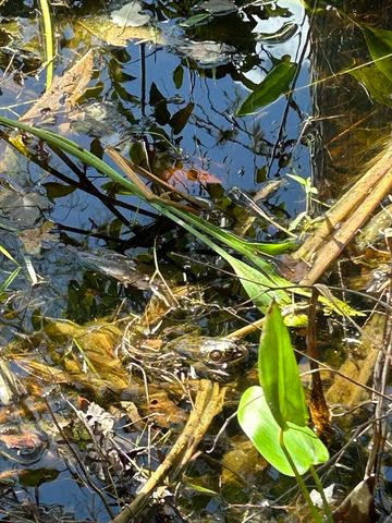 2 Bellevue Road, Arlington, MA 02476