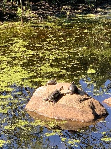 2 Bellevue Road, Arlington, MA 02476