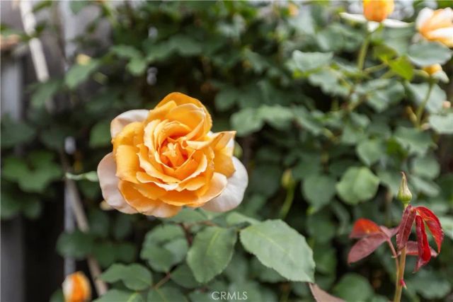 50 5th Street, Cayucos, CA 93430