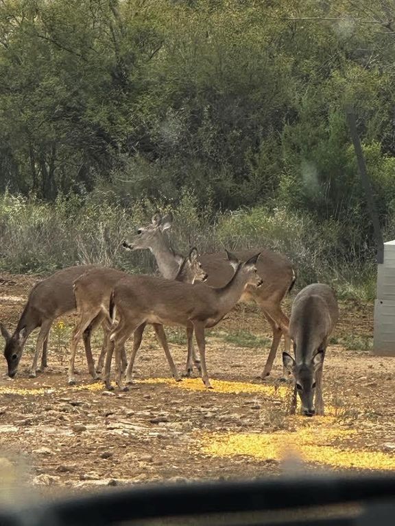 Image 7 of property listing at 17001 Mustang Creek Road, Millersview, TX 76862