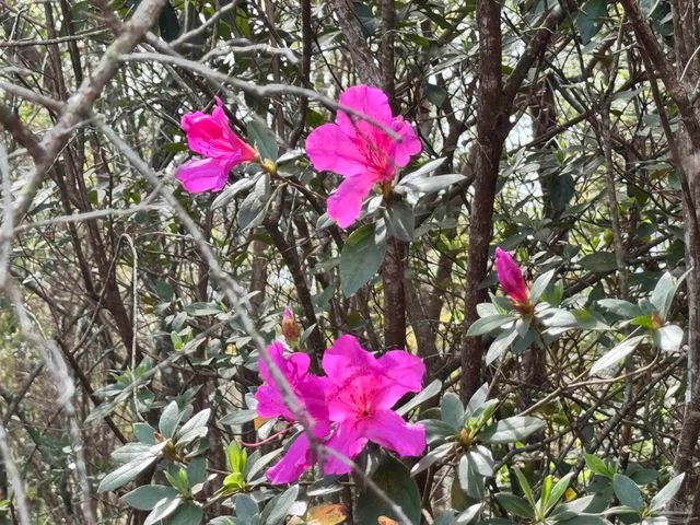 6512 Winston Brown Rd, Milton, FL 32570