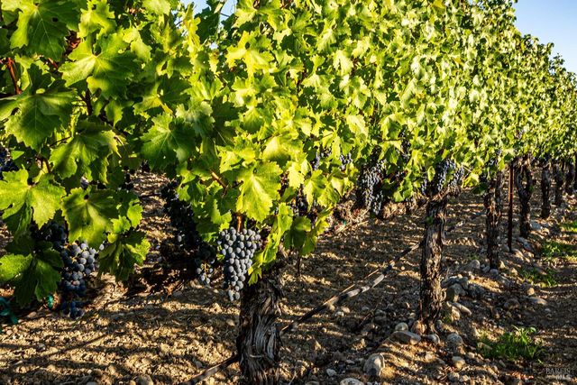 1095 Hardman Ave, Napa, CA 94558