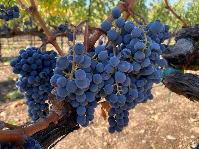 1095 Hardman Ave, Napa, CA 94558