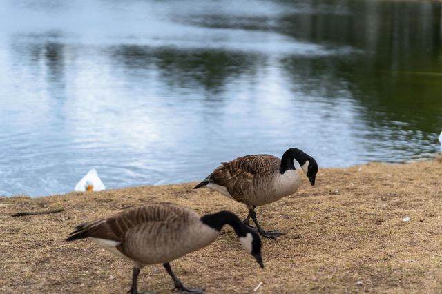 7224 Riverview Road, Navarre, FL 32566