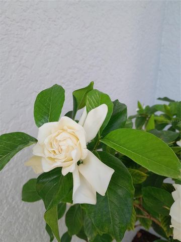 2539 CAITHNESS WAY, Clermont, FL 34714