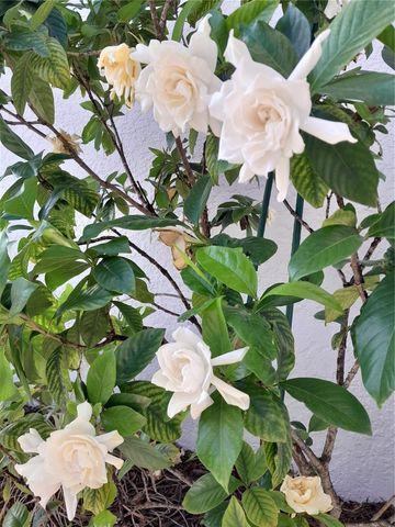 2539 CAITHNESS WAY, Clermont, FL 34714