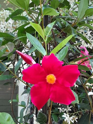 2539 CAITHNESS WAY, Clermont, FL 34714