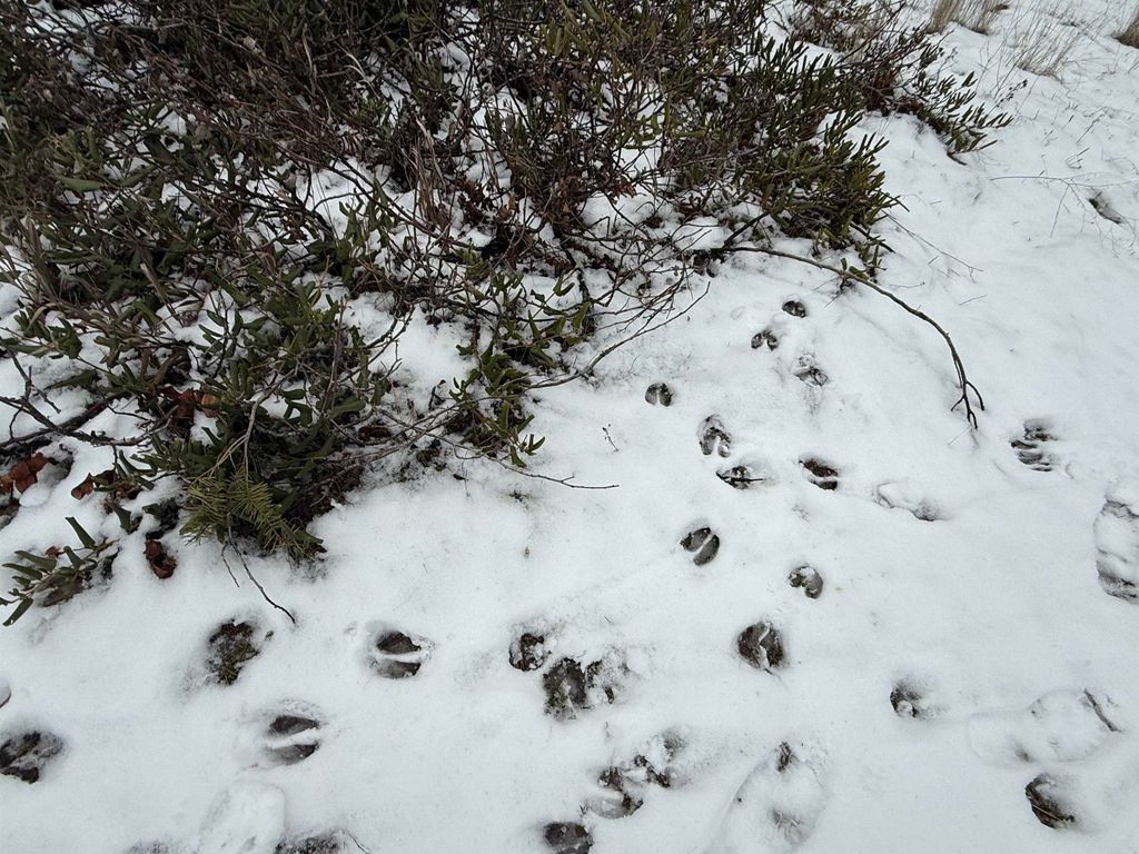 15211 N Wood Rd, Nine Mile Falls, WA 99026 photo 43