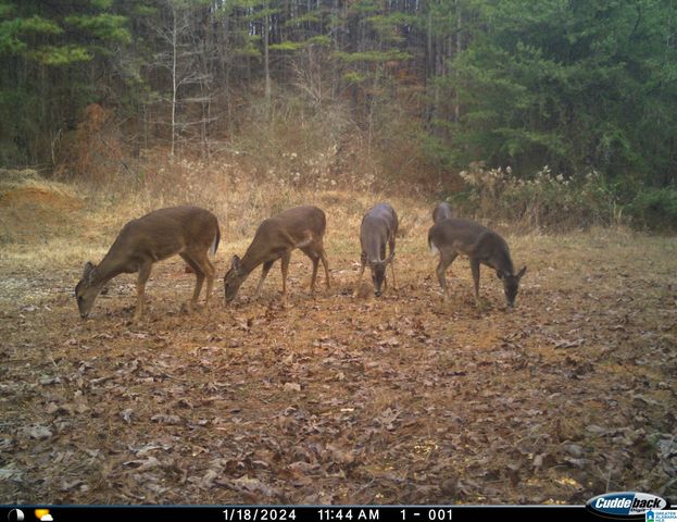 1705 HAGOOD MTN ROAD, Morris, AL 35116