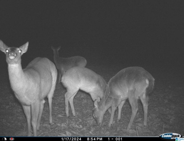 1705 HAGOOD MTN ROAD, Morris, AL 35116