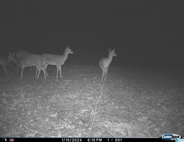 1705 HAGOOD MTN ROAD, Morris, AL 35116