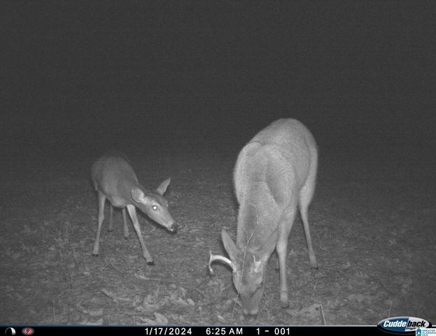 1705 HAGOOD MTN ROAD, Morris, AL 35116