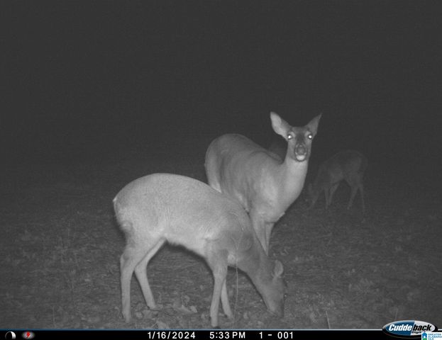 1705 HAGOOD MTN ROAD, Morris, AL 35116