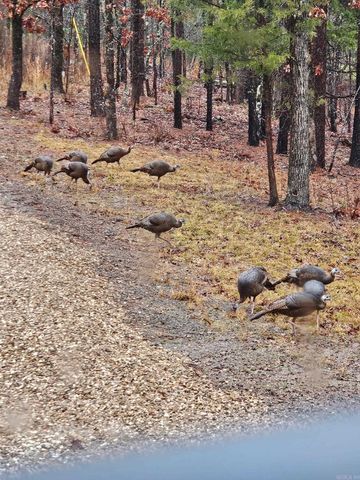 40220 Reece Creek Rd, Bigelow, AR 72016