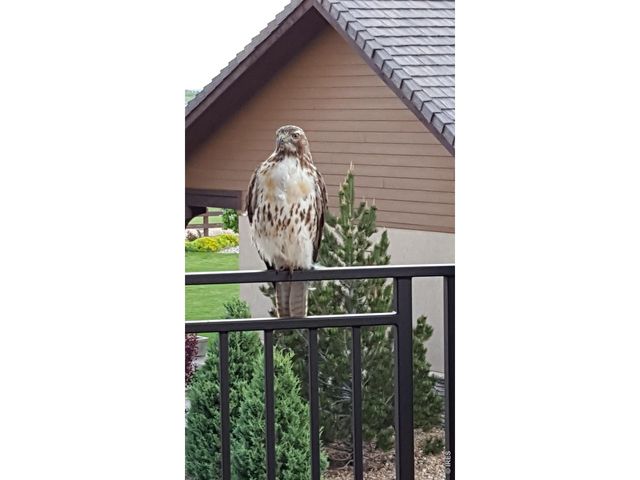 3251 Boundless Ln, Timnath, CO 80547