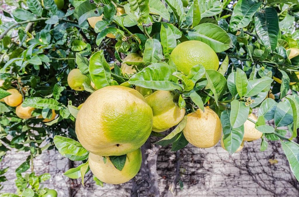 Image 42 of property listing at 10 Rex Circle, Salinas, CA 93906