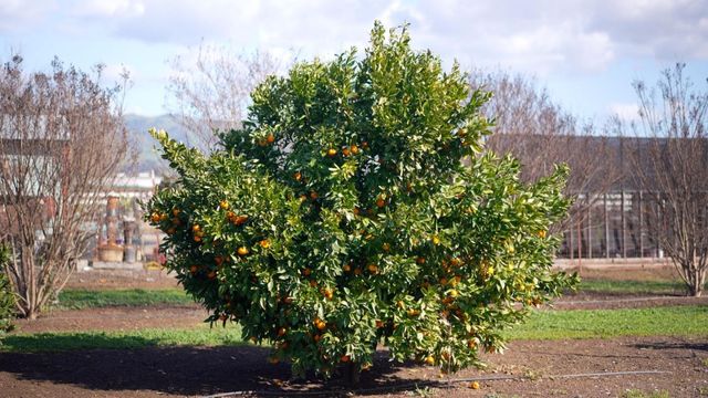 730 Lepa Court, Gilroy, CA 95020