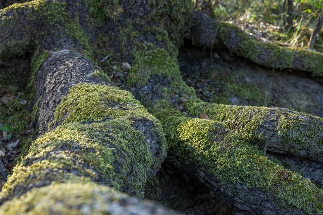 1746 County Road 103, Columbus, TX 78934