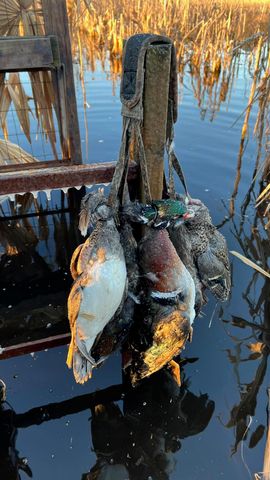 1185 Poco Sabo Lane, Green Pond, SC 29446