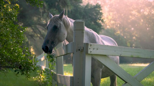 1185 Poco Sabo Lane, Green Pond, SC 29446