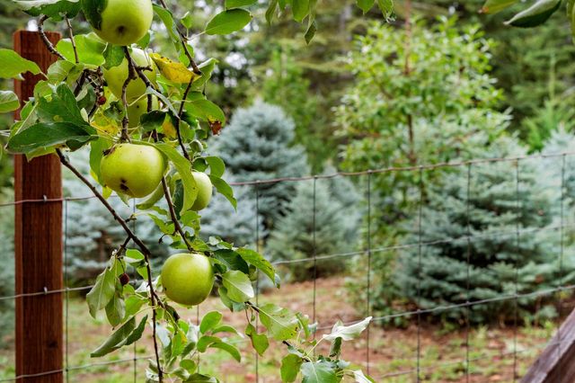 2740 Mace Rd, Camino, CA 95709