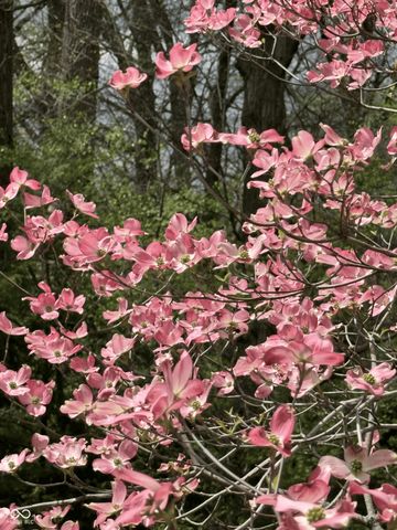 11490 Niagara Drive, Fishers, IN 46037