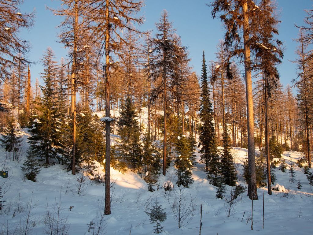 299 Elk Highlands Drive, Whitefish, MT 59937 photo 28