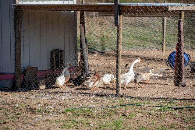 7279 Pinhook Pike, Collinwood, TN 38450