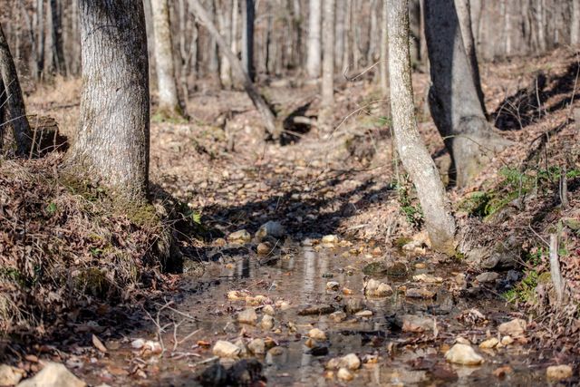 7279 Pinhook Pike, Collinwood, TN 38450