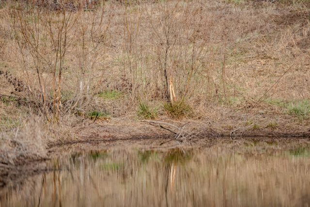 7279 Pinhook Pike, Collinwood, TN 38450