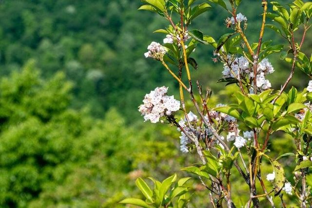 110 Falls Lane, Spencer, TN 38585