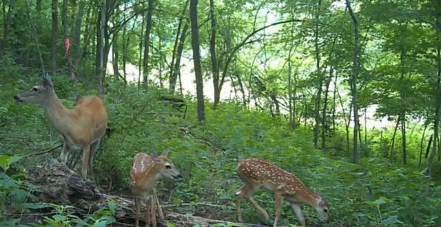 4828 Harpeth Peytonsville Rd, Thompsons Station, TN 37179