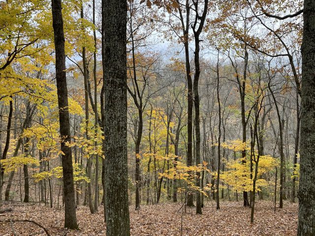 4828 Harpeth Peytonsville Rd, Thompsons Station, TN 37179